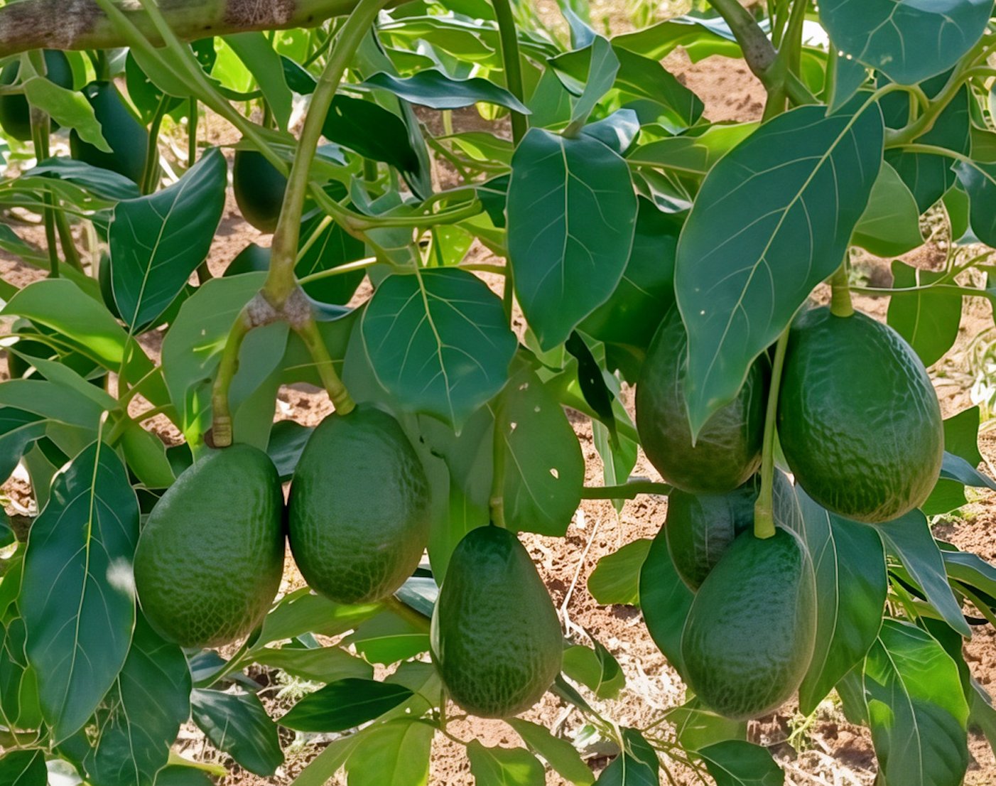 Avocado tree with fruit